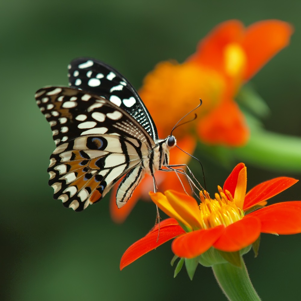 While their larvae have mouths for chomping on leaves, adult butterflies have proboscises for sipping the nectar of flowers. (chanwangrong/ Shutterstock) 