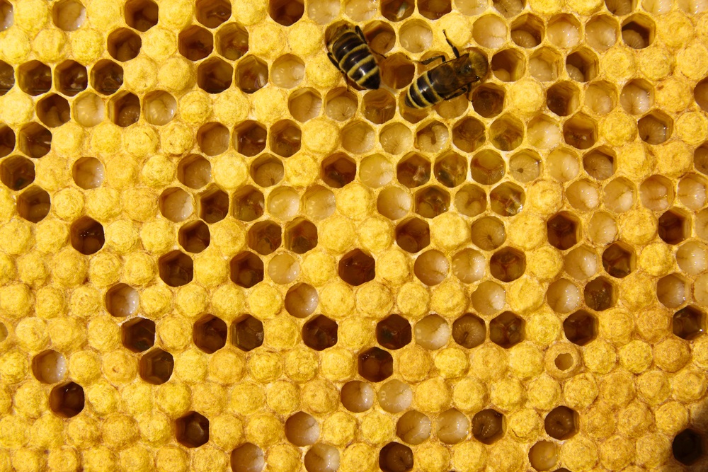 The queen bee lays one egg in each of several cells. When the eggs hatch, the larvae are fed by adult worker bees (shown here). The larvae get a diet of “royal jelly” (a high-protein liquid produced by the adult bees) and “bee bread” (honey mixed with pollen). When the larvae have gone through five molts and grown over 1,000 times their original size, the adults will cap their cells with pollen and beeswax. Once the metamorphosis is complete, the new adult bees will chew their way out of their cells. (Lehrer/ Shutterstock) 