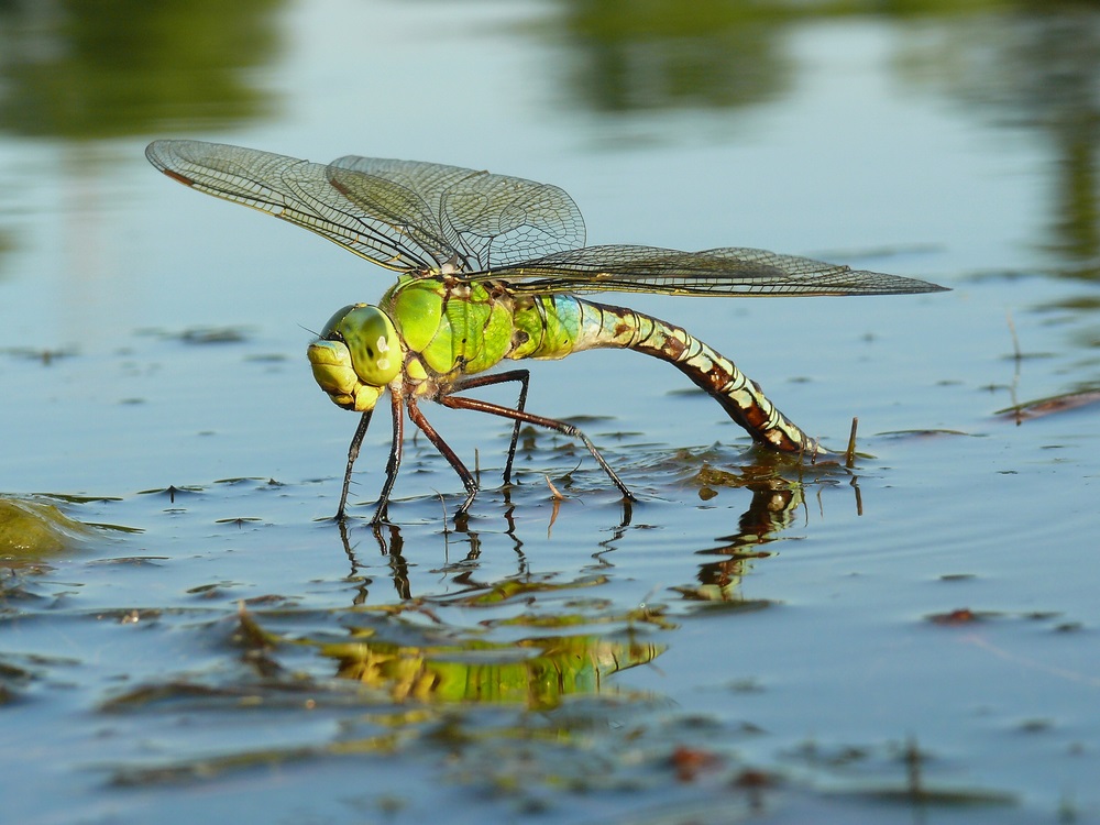 Adult dragonflies lay eggs in fresh water. After hatching, dragonfly nymphs may live for a few weeks or even a few years under water before emerging and becoming adults. (Petr Podrouzek/ Shutterstock) 