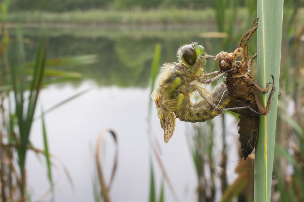 Leaving the water and molting for the last time, the dragonfly emerges as an adult from its shed skin. The empty brown skin is actually the dragonfly’s exoskeleton, which is rigid, and retains much of its shape—head, body, legs, and all—even after the dragonfly breaks out. As preparation for its first flight, the dragonfly will pump fluid into the veins of its wings to expand them. (Matt Cole/ Shutterstock) 