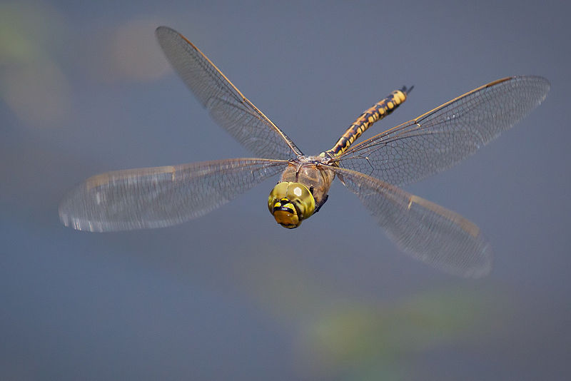 Dragonflies can fly forwards and backwards, up and down, and they can twist and turn or hover like helicopters. They’re speedy too, having been clocked at speeds up to 36 miles per hour. (Image via Wikipedia) 