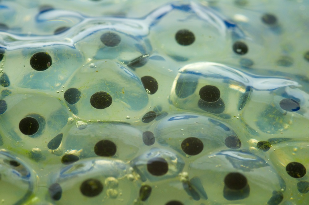 Adult frogs head down to the pond or another wet environment and lay their eggs in masses (called spawn). The black dots are fertilized cells that will develop into tadpoles—unless the eggs are eaten by predators. (DJTaylor/ Shutterstock) 