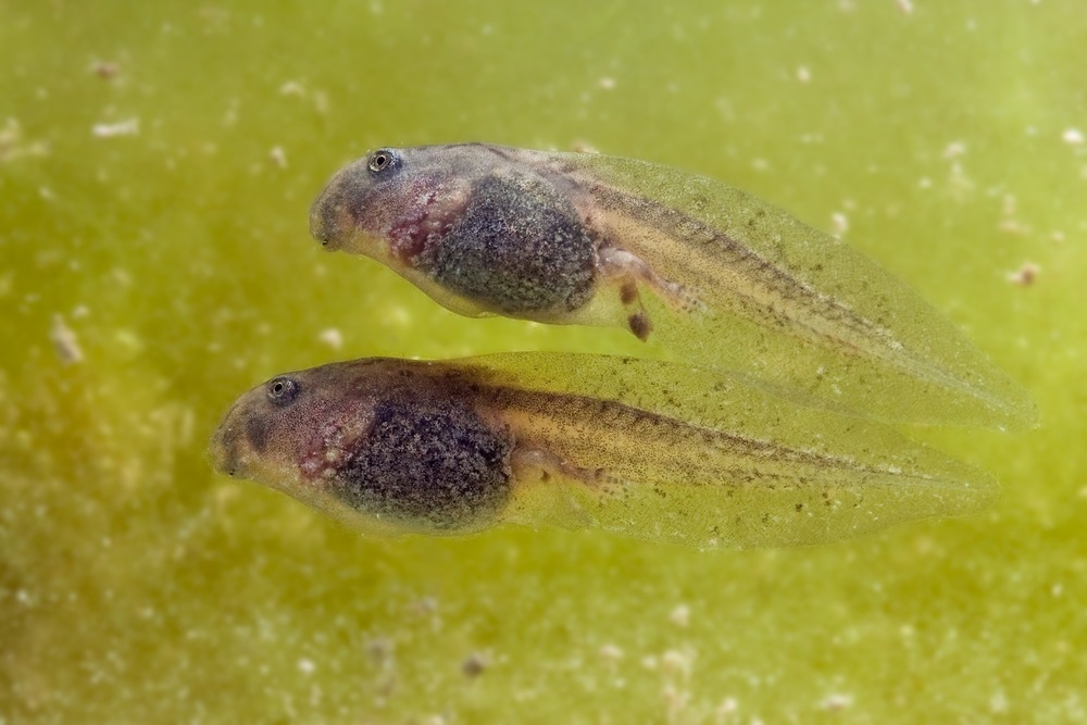 Tadpoles have flat tails for swimming and small mouths to eat algae, plant matter, and tiny aquatic animals. (Matej Ziak/ Shutterstock) 