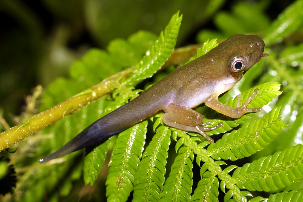This tadpole is going through metamorphosis. So what is it doing out of the water? This Amazon rain forest species can leave the water as soon as it develops lungs. As a froglet, it can crawl through the trees with its tail still on until metamorphosis is done. (Dr. Morley Read/ Shutterstock) 