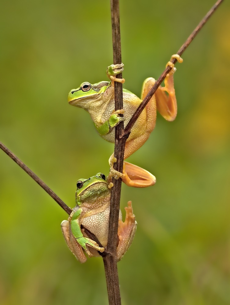 All grown up, these two adult frogs have muscular legs and mouths that are as wide as their heads. As adults, they dine almost exclusively on insects. (Eduard Kyslynskyy/ Shutterstock) 