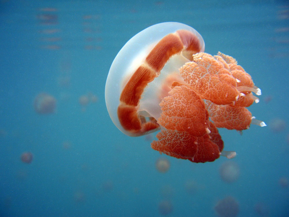 How many species of jellyfish are there? Over 1,000—with many more waiting to be discovered. This species, Mastigias papua, lives in a saltwater lake in Indonesia. (Andaman/ Shutterstock) 