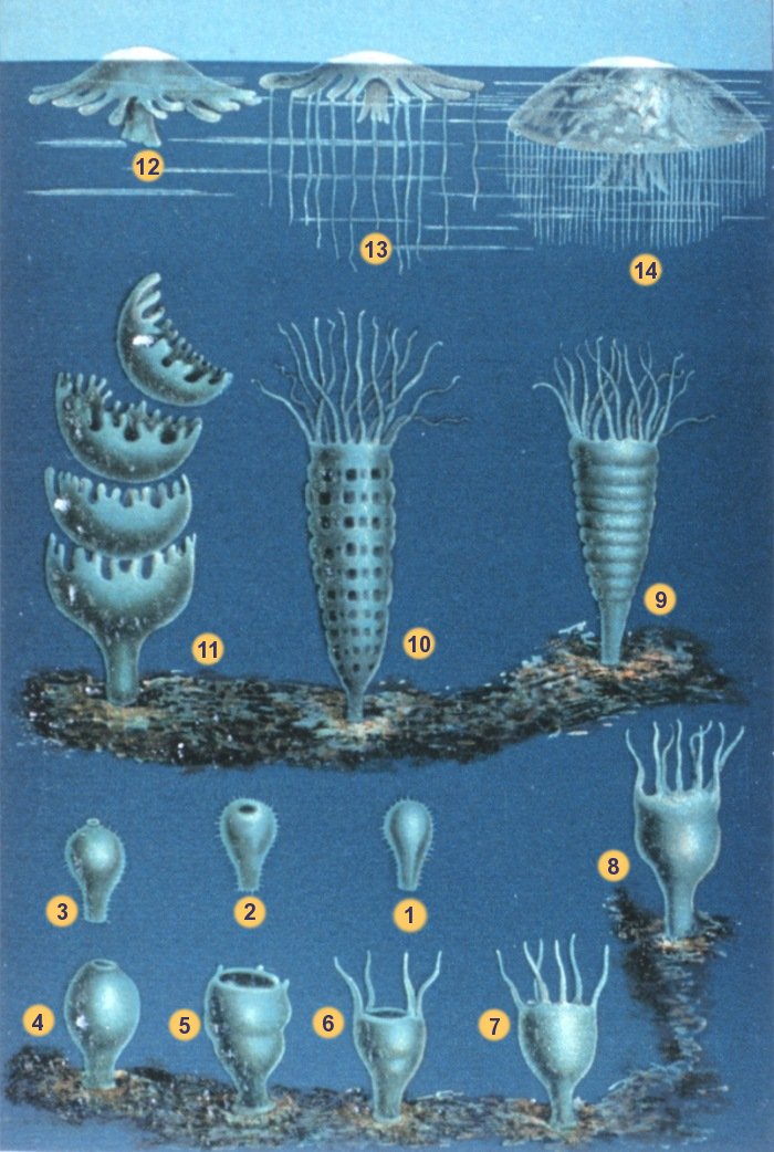 This chart shows the metamorphosis of a jellyfish: From stage 1 to 3, it’s a free-swimming larva, called a “planula.” At stage 4, it attaches to a surface and becomes a polyp, growing into what looks like an upside-down jellyfish. At stage 9, the polyp starts to morph, turning into what looks like a stack of disks. By stage 11, the disks are budding off as “ephyra,” essentially juvenile forms of the adult stage. (Image via Wikipedia) 