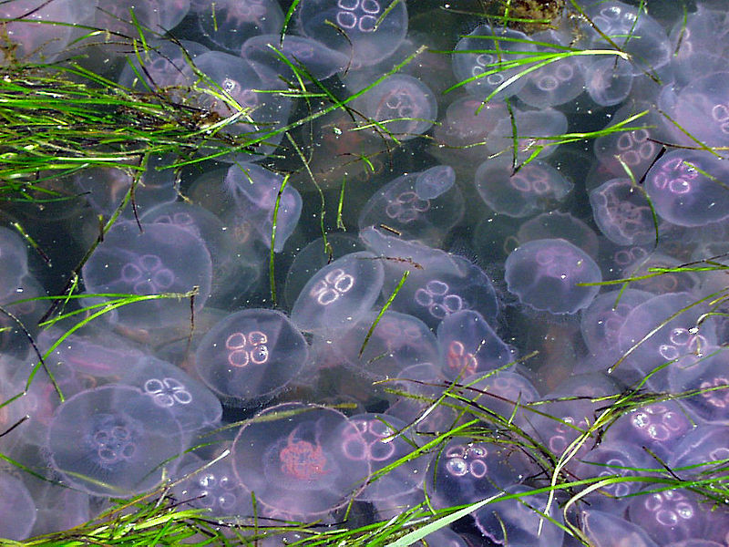 Triggered by warmer waters, jellyfish “blooms” can cause problems for swimmers.  (Image via Wikimedia Commons) 