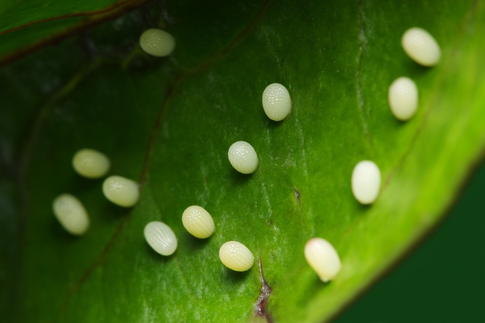 Butterfly eggs are tiny but visible to the human eye—about one-half to two millimeters in length. (Mau Horng/ Shutterstock) 