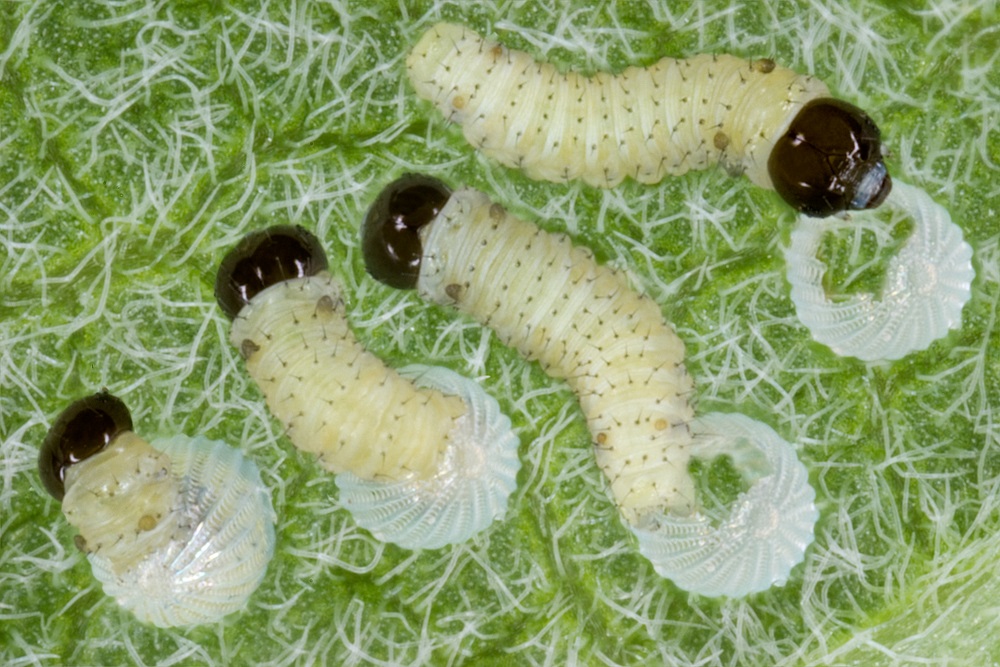 This photo montage shows a caterpillar emerging and then eating what remains of its egg. Protein! A newly hatched caterpillar is known as the first instar.  (Cathy Keifer/ Shutterstock) 