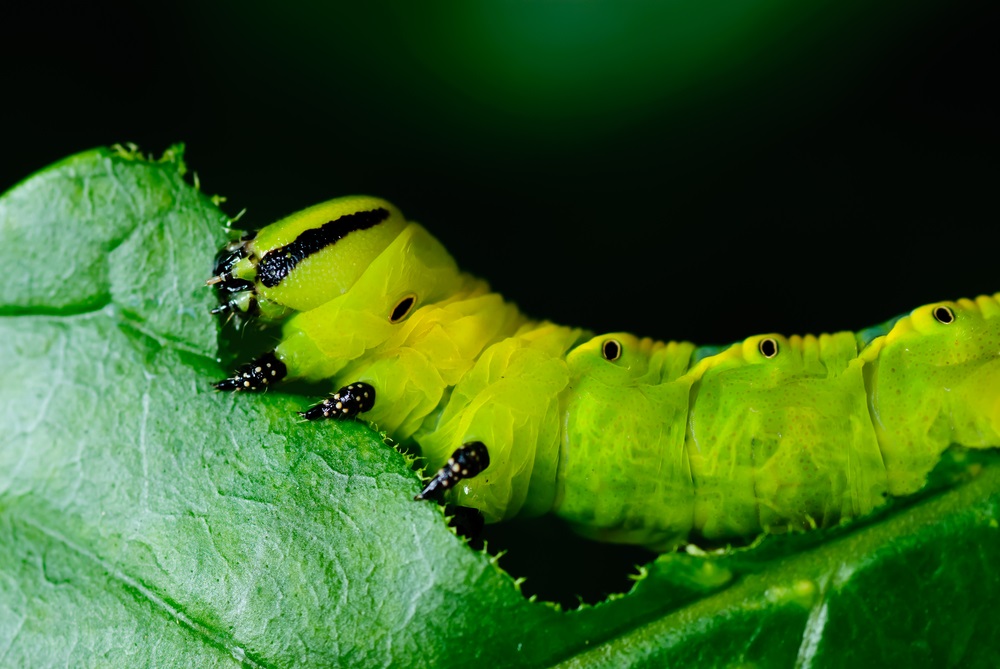 Chomp. Caterpillars like to eat. A lot. But they are very picky. Monarch caterpillars, for example, will only eat milkweed plants, and zebra swallowtails will only eat pawpaw plants. (Nopporn Chainate/ Shutterstock) 