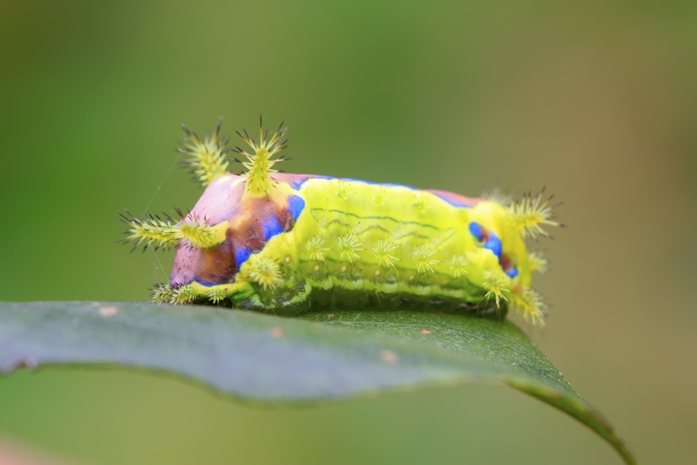 For protection, this caterpillar has venomous hairs on its body and bright warning colors. Don’t touch! (Yuangheng Zang/ Shutterstock) 