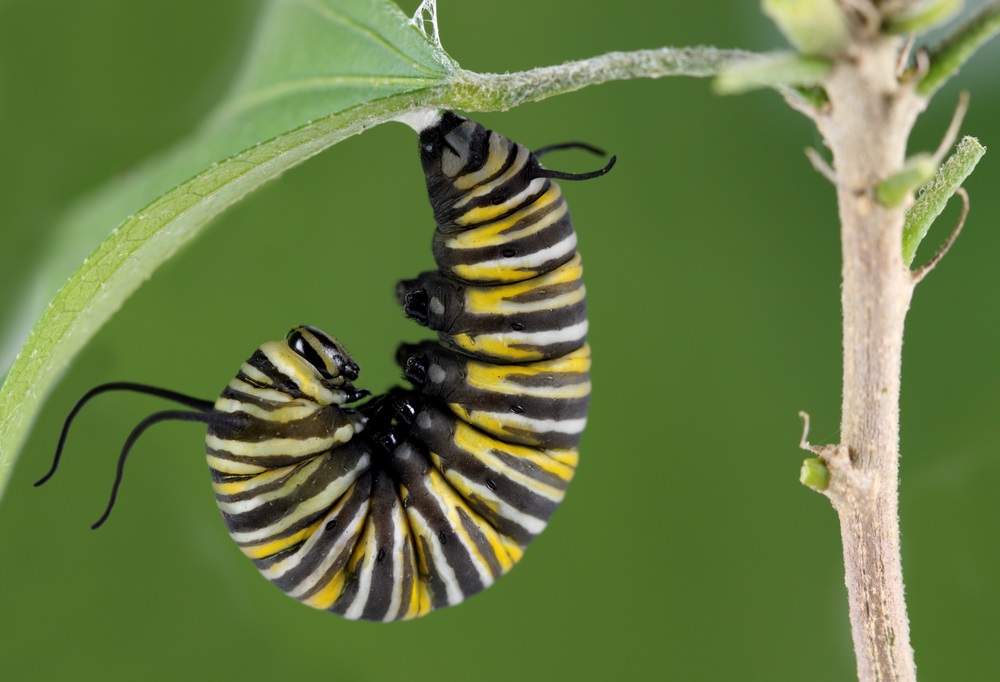 A monarch caterpillar prepares for metamorphosis. (Brandon Alms/ Shutterstock) 