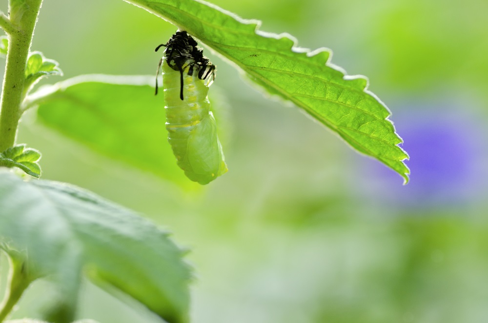 The caterpillar wriggles out of its skin—which is all scrunched up at the top—revealing the shell of the pupa (chrysalis) underneath. (hwongcc/ Shutterstock) 