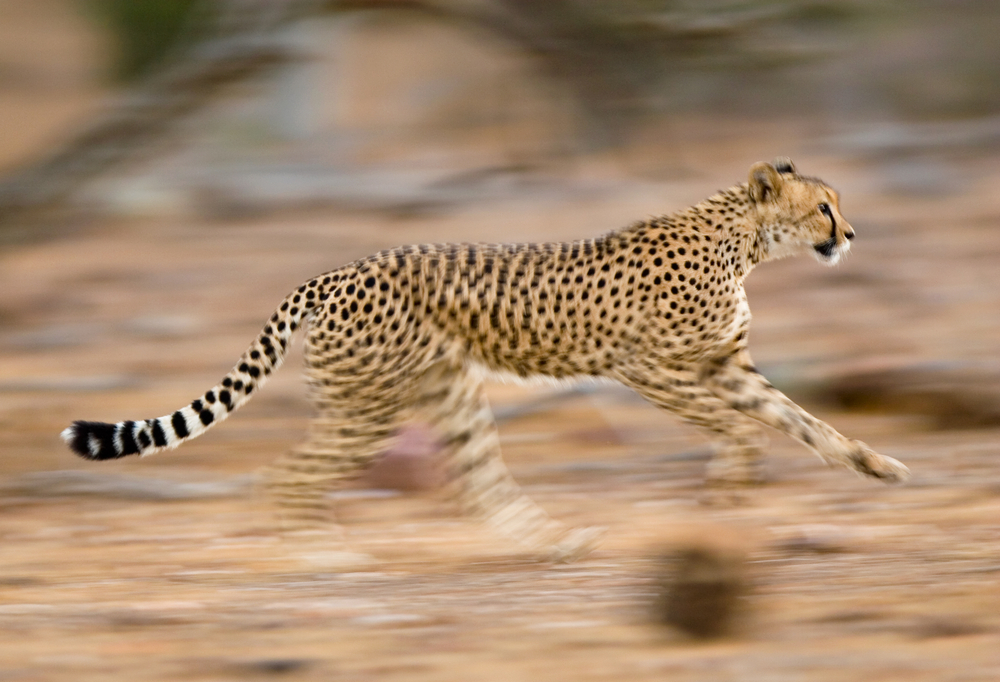 Powerful legs provide the force to make the cheetah the fastest land animal on Earth. This young cheetah can run 1 mile in 60 seconds (or 1 minute). The cheetah’s average speed = 1 divided by 1, or 1 mile per minute. The cheetah is not going that fast all the time. From a starting position, it takes the cheetah 4 seconds to speed up (or accelerate) to reach its top speed. (Shutterstock / Villiers Steyn)