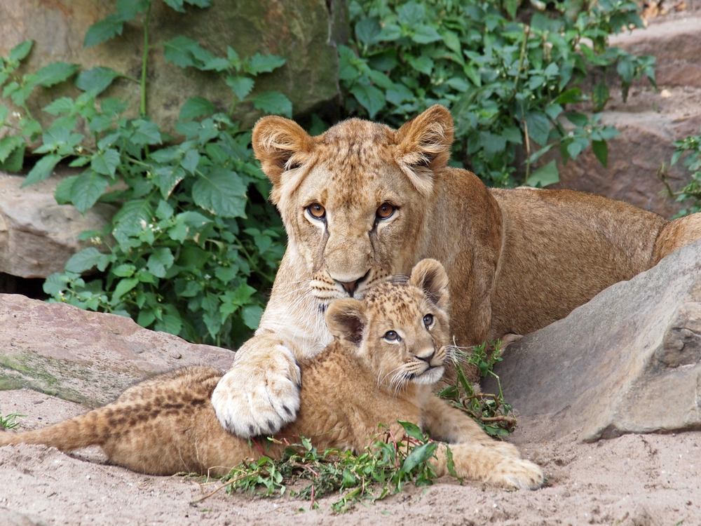 Mother Lion & Cub