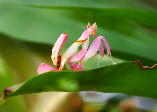 The Orchid Mantis A Beautiful But Deadly Master Of Disguise Kids Discover,Are Hedgehogs Prickly