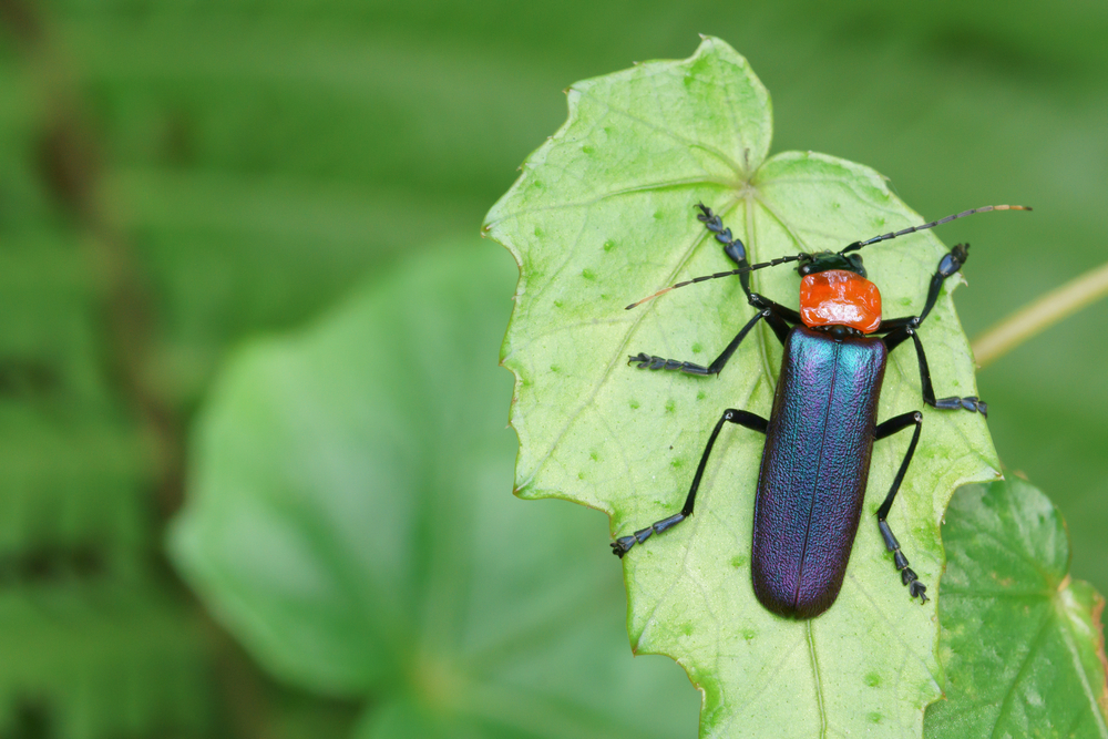 The Good Soldier Beetle Kids Discover