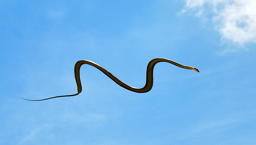 Image result for flying snake