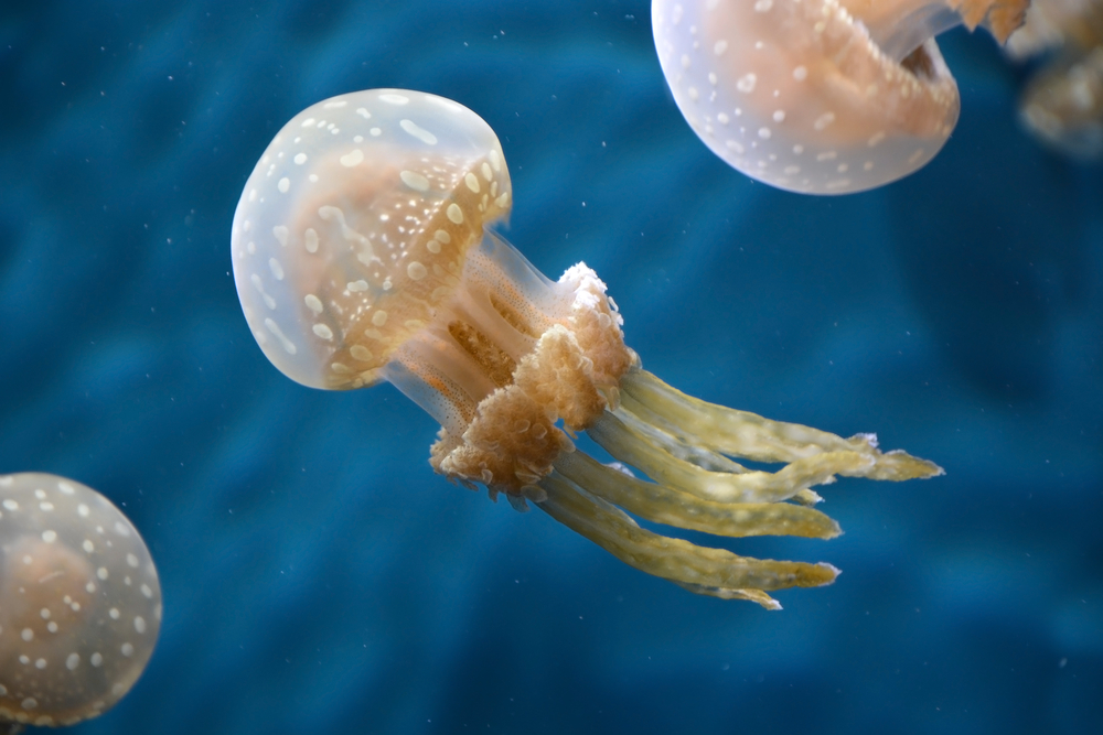 Spotted Jellyfish (Leha K. / Shutterstock)
