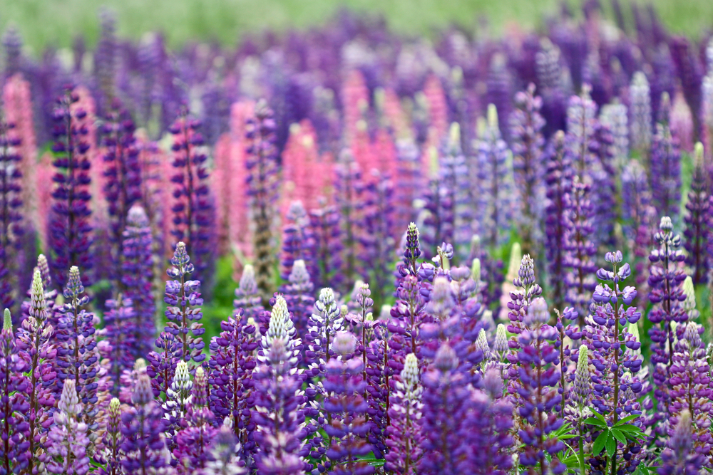 A field of Lupines. (Jean Schweitzer / Shutterstock)