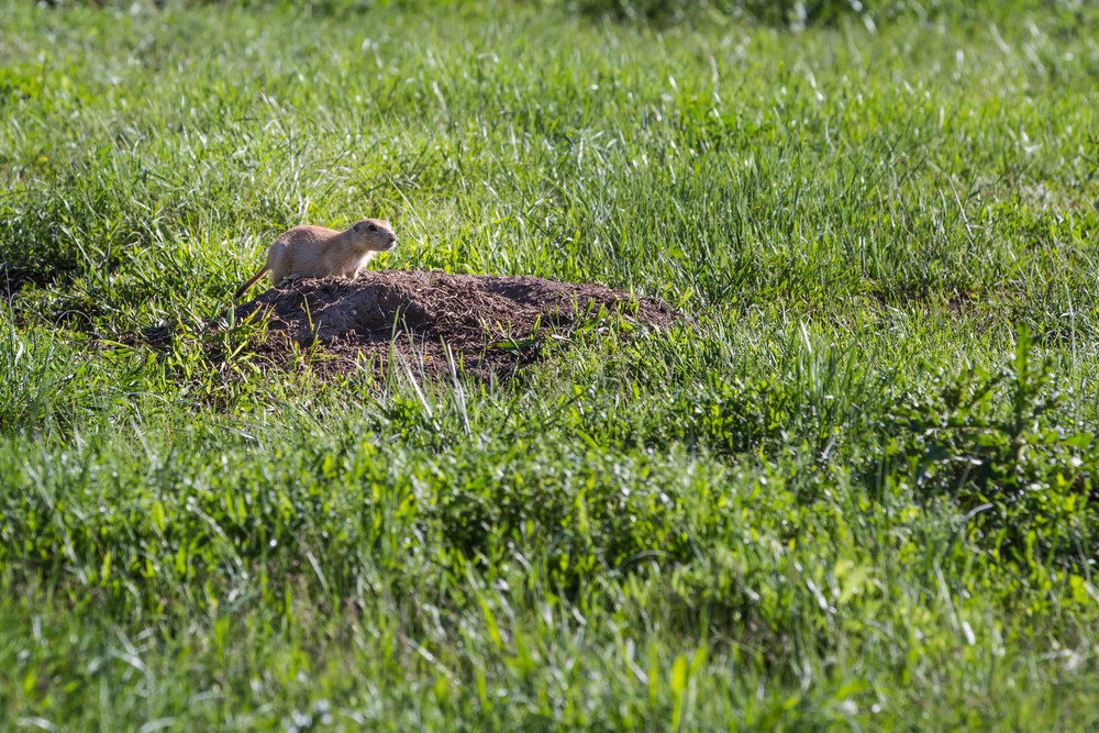Keystone species are organisms that anchor an ecosystem. Prairie dogs are considered a keystone species for prairie ecosystems. Their burrows provide habitat for other species and help keep soil healthy. (Wollertz / Shutterstock)