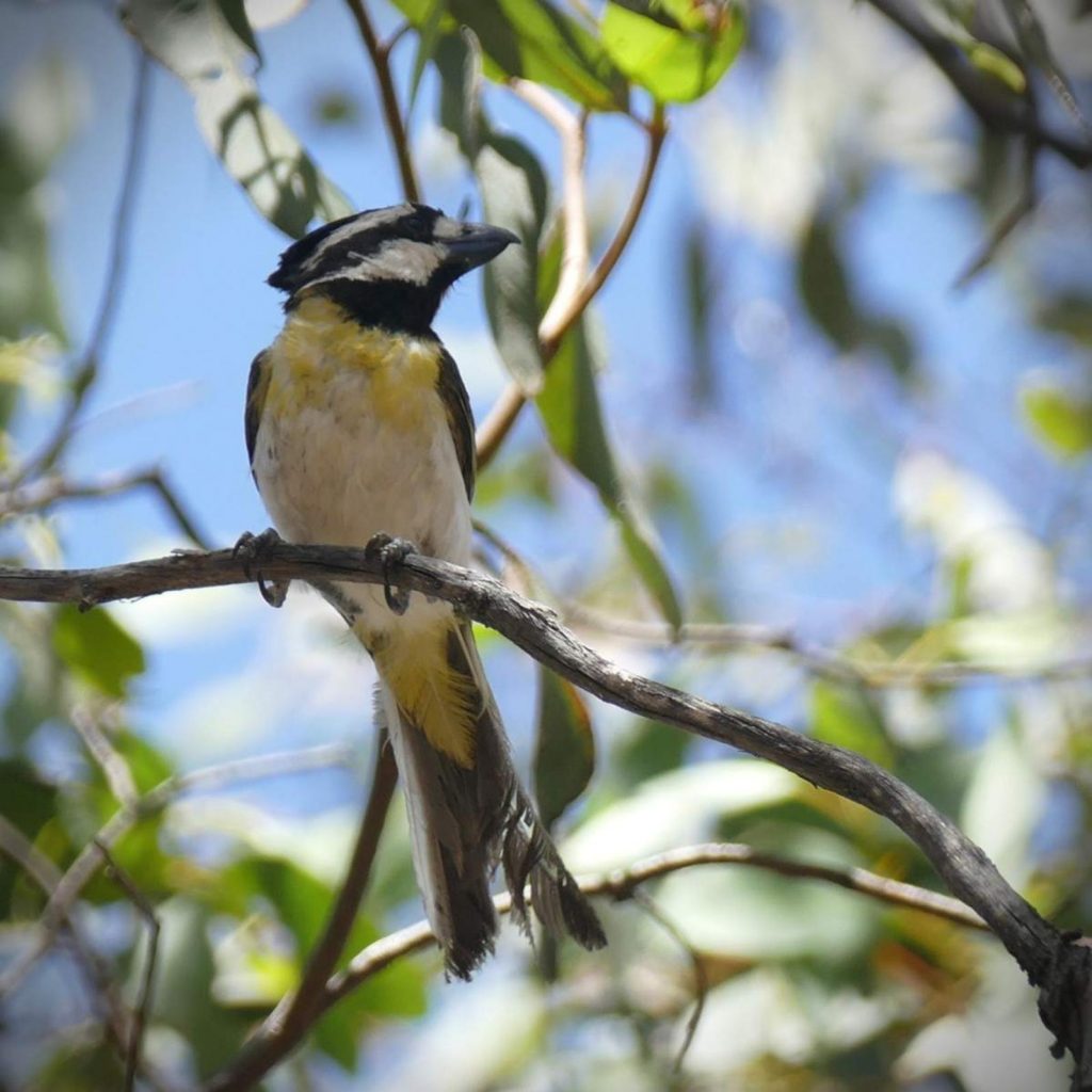 A bonus Crested Shrike-Tit photographed by Stryker