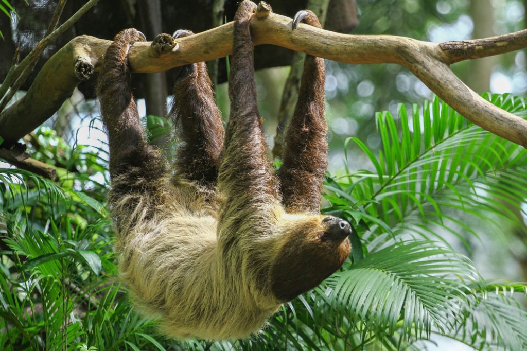 sloth_1060