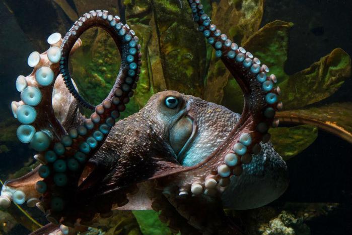 Inky the Octopus c/o NZ National Aquarium