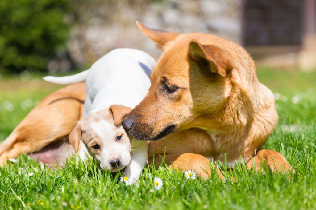 Puppy-playing-with-mom_1060