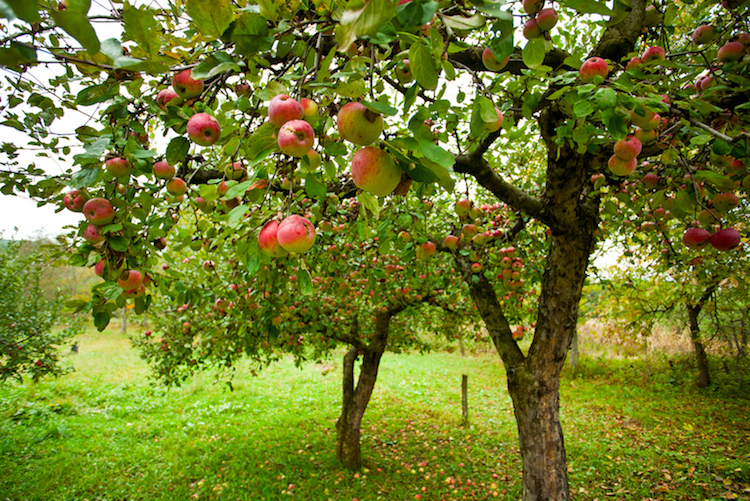 Apple-Tree