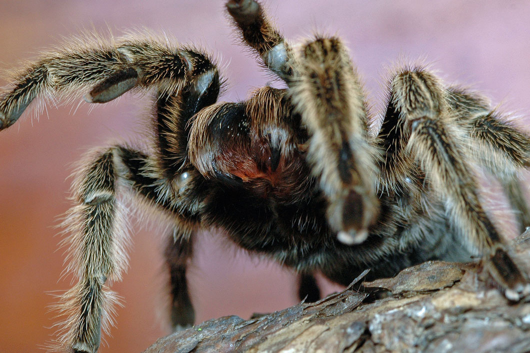 halloween_spiders_catching-their-prey