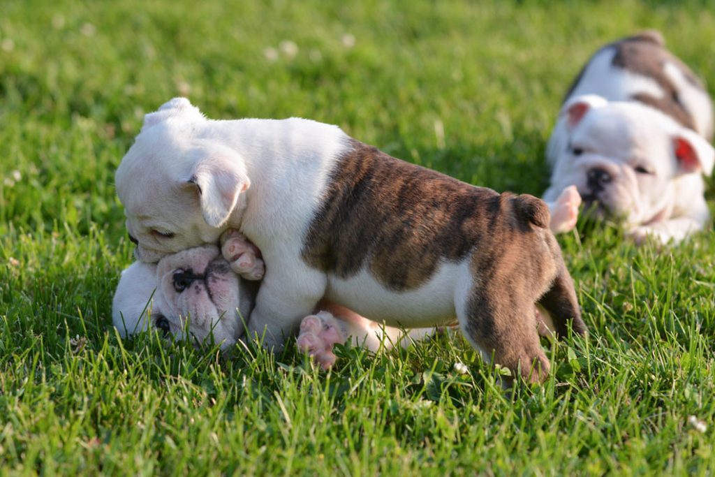 Puppies-Playing_1060