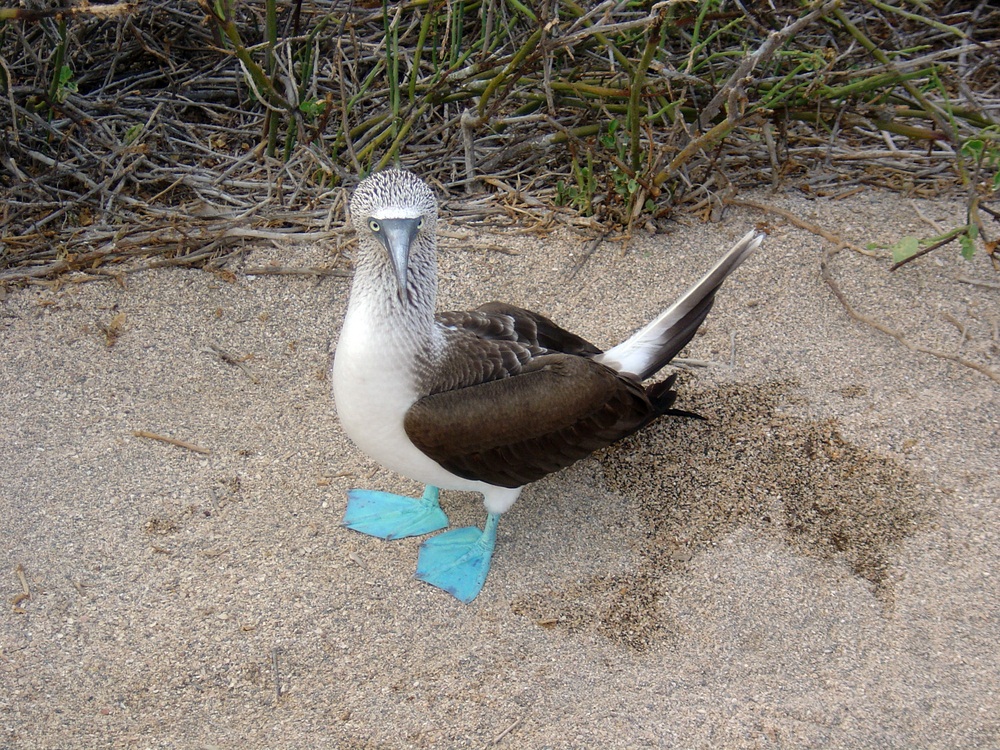 Spotlight: Galápagos - KIDS DISCOVER Magazine - 1000 x 750 jpeg 459kB