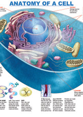 Infographic: Anatomy of a Cell - KIDS DISCOVER Infographic: Anatomy of a Cell - KIDS DISCOVER - 163 x 230 jpeg 25kB