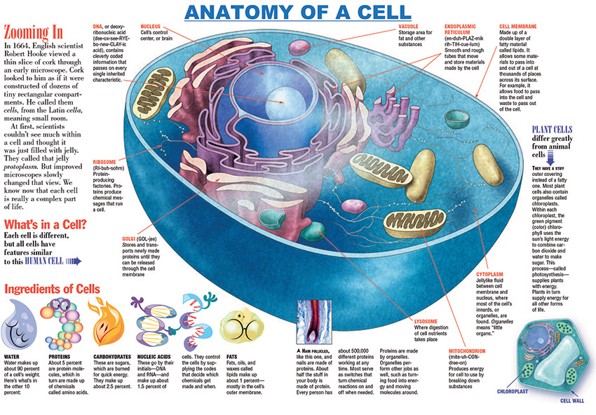 Infographic: Anatomy of a Cell - KIDS DISCOVER Infographic: Anatomy of a Cell - KIDS DISCOVER - 850 x 592 jpeg 253kB