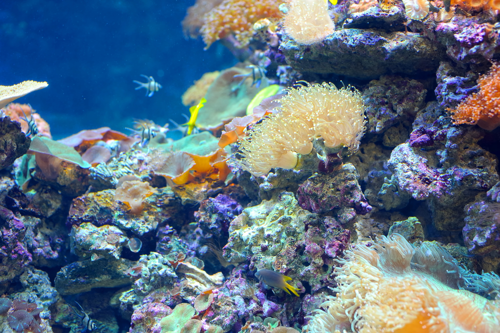 Spotlight: Coral Reefs - KIDS DISCOVER Spotlight: Coral Reefs - KIDS DISCOVER - 1000 x 665 jpeg 1024kB