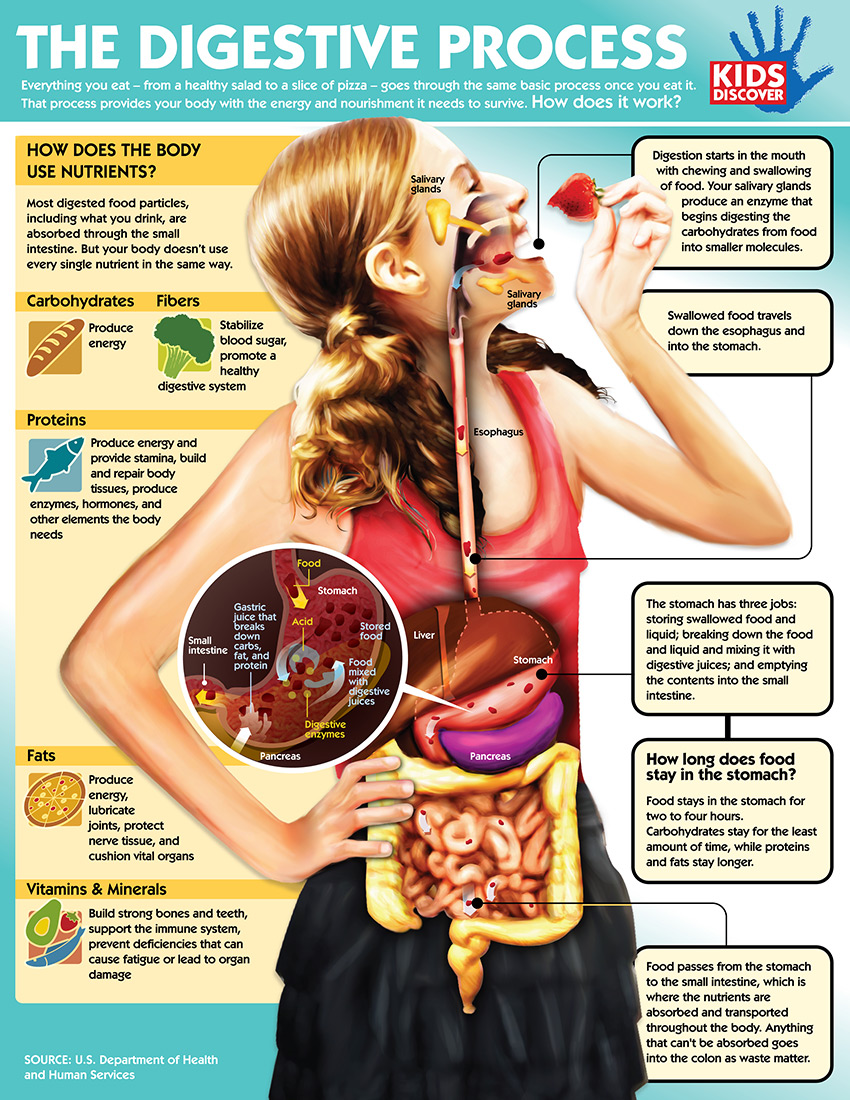 Infographic The Digestive System Kids Discover