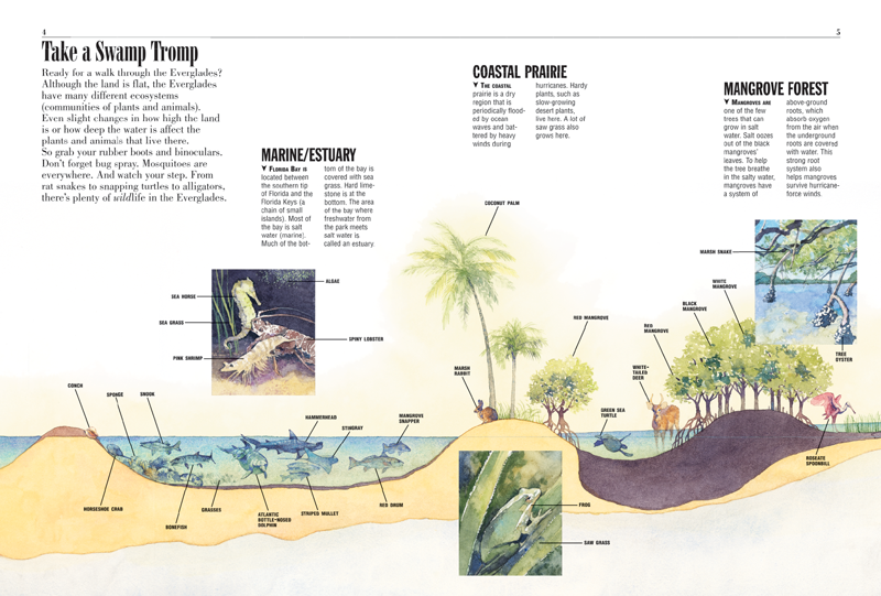Everglades - Kids Discover marine ecosystem diagram 
