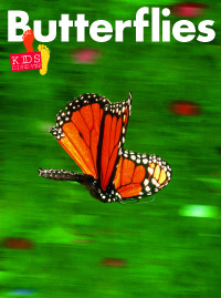 KD1: Butterflies KD1: Butterflies