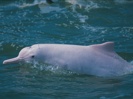 Chinese_White_Dolphin - Kids Discover Chinese_White_Dolphin - Kids Discover - 550 x 413 jpeg 63kB