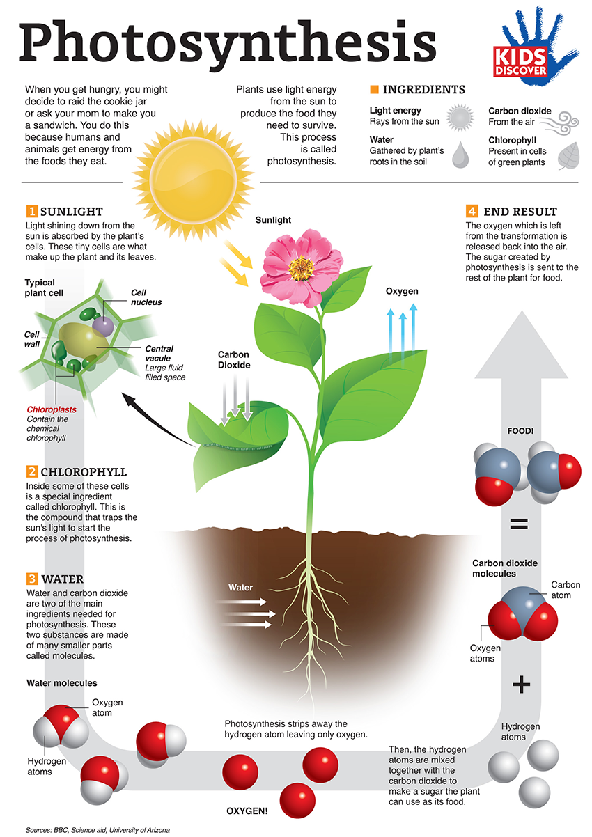 Worksheets Photosynthesis Worksheet For Kids infographic photosynthesis for kids discover discover