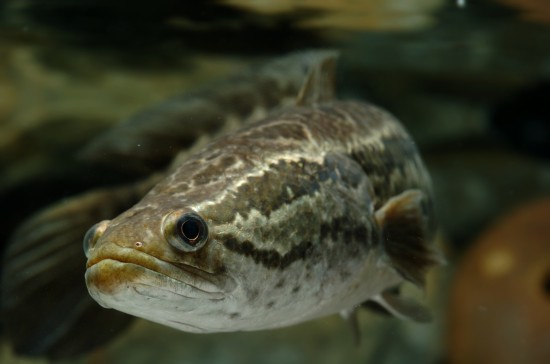 The Snakehead Fish - Kids Discover The Snakehead Fish - Kids Discover - 550 x 364 jpeg 29kB