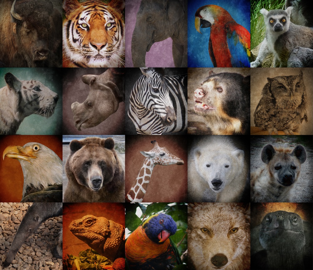 รวมกัน 104+ ภาพพื้นหลัง Wild Animals มี อะไร บ้าง ครบถ้วน