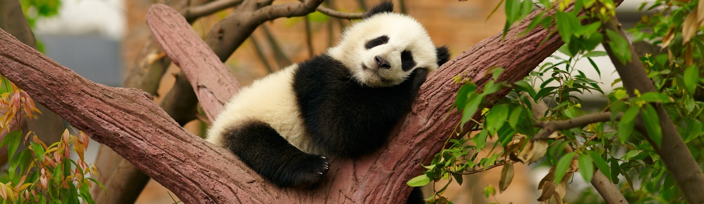 Endangered Species - Kids Discover Endangered Species - Kids Discover - 1440 x 419 jpeg 234kB