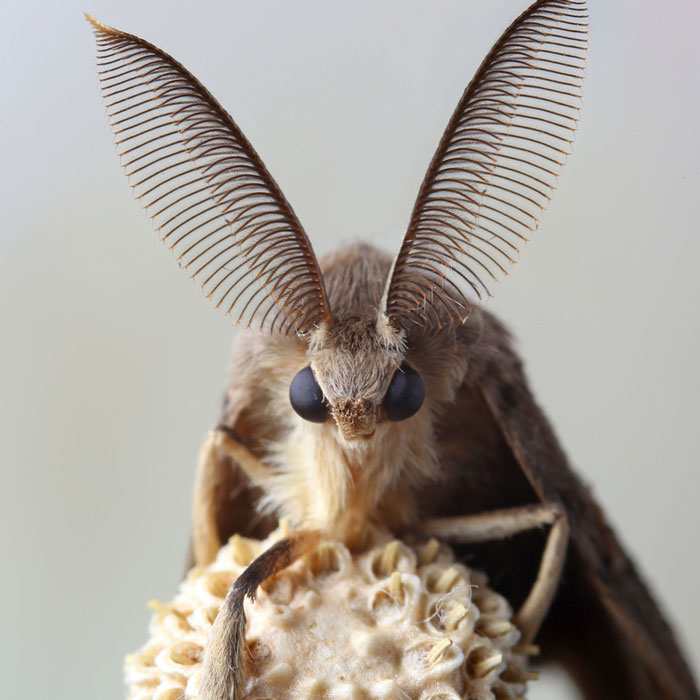 Gypsy_Moth_Antennae_700 - Kids Discover Gypsy_Moth_Antennae_700 - Kids Discover - 700 x 700 jpeg 79kB